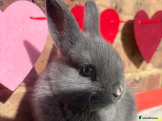 Netherland Dwarf rabbits Netherland Dwarf bunny - Advert 11