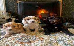 Cockapoo dogs for sale: Cockapoo Puppies Looking For 5* Homes  - Image 1