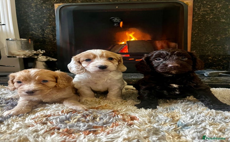 Cockapoo dogs - Advert 2