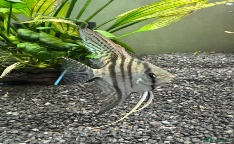 Angelfish fish - Advert 1