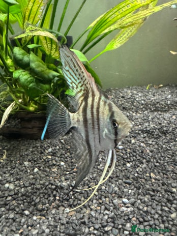 Angelfish fish - Advert 2