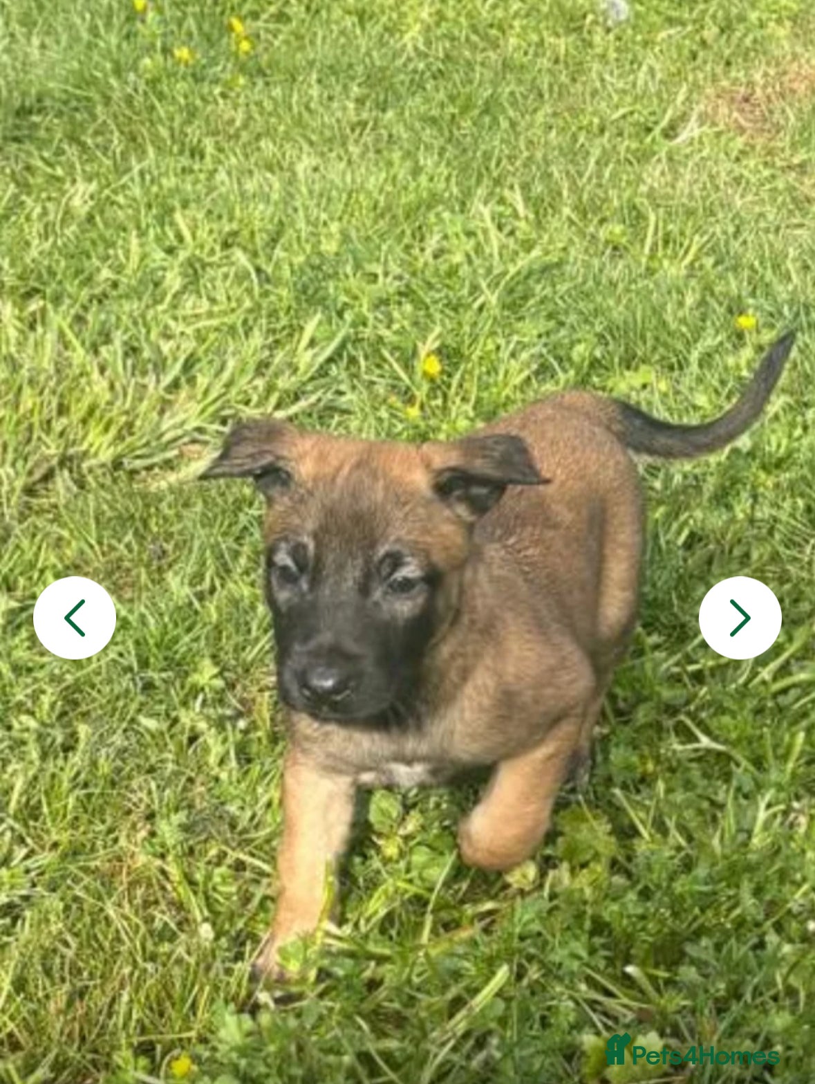Belgian Shepherd Dog dogs for sale: **READY NOW** Belgian Mallinois Pups - Advert 4