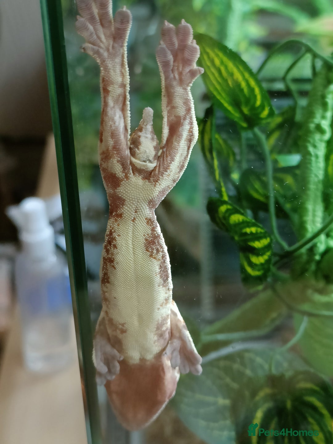 Gecko reptiles for sale: 2 Crested Geckos  - Image 3