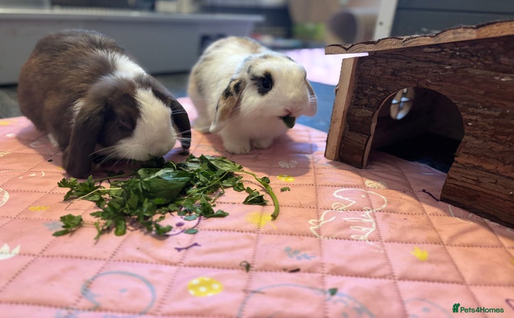 Mini Lop rabbits - Advert 2