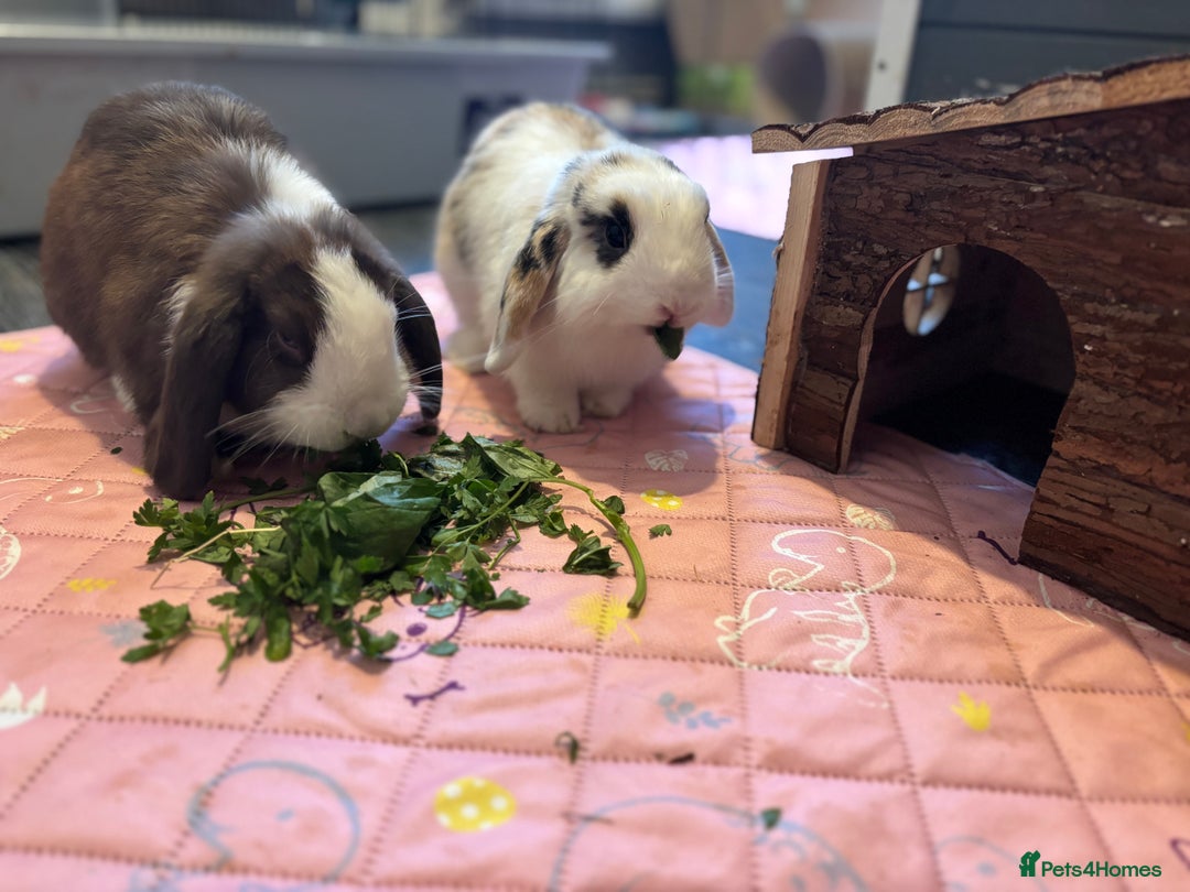 Mini Lop rabbits for sale: Pure breed Mini Lops - Image 1