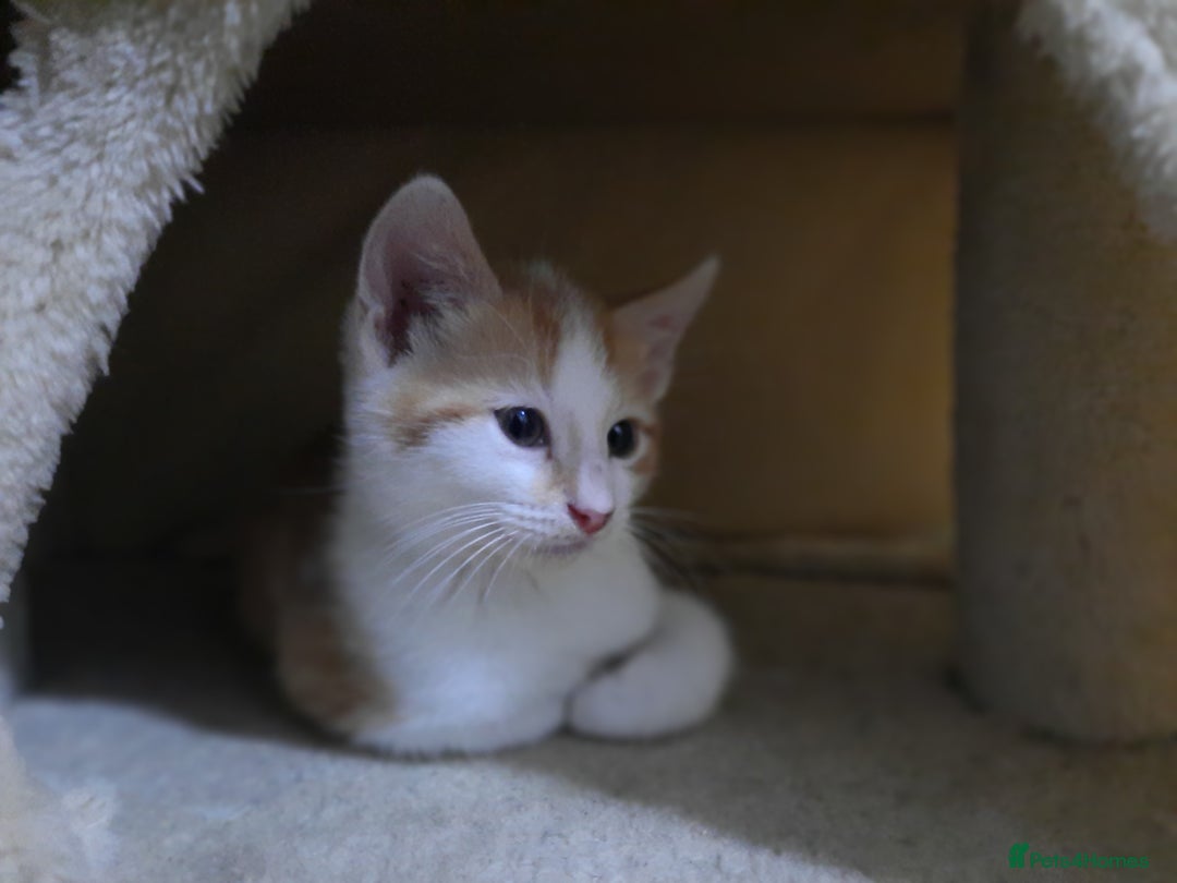 Domestic Shorthair cats for sale: Happy kittens ready to share love and joy  - Image 3