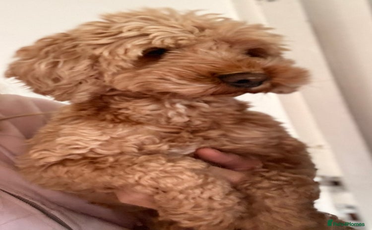 Cavachon dogs - Advert 1