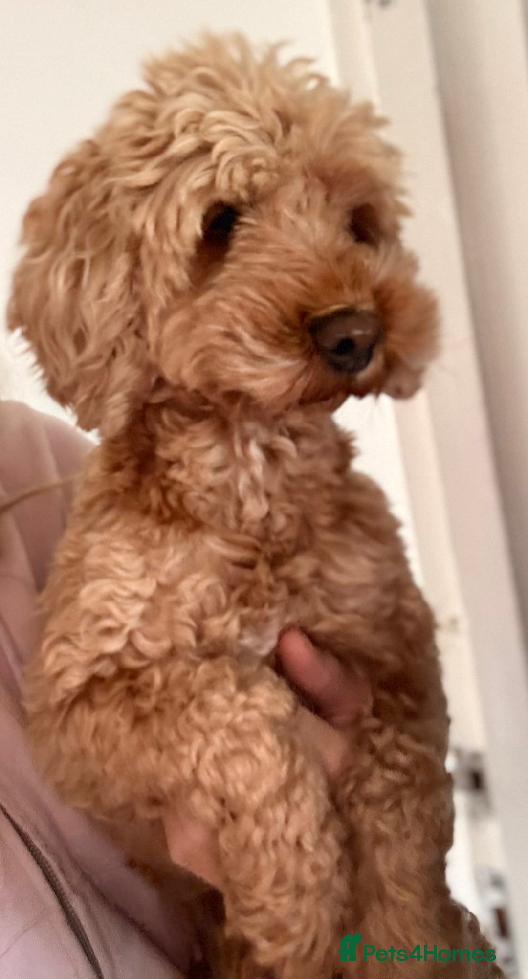 Cavachon dogs for sale: Cavapoochon - Image 1