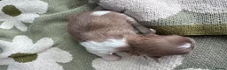 Shih Tzu dogs for sale: Mini Colourful Litter of Shihtzu  - Advert 3