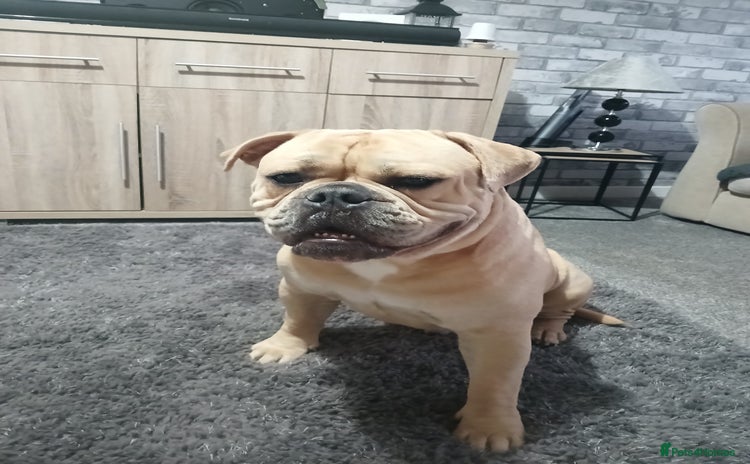 Olde English Bulldogge dogs - Advert 2
