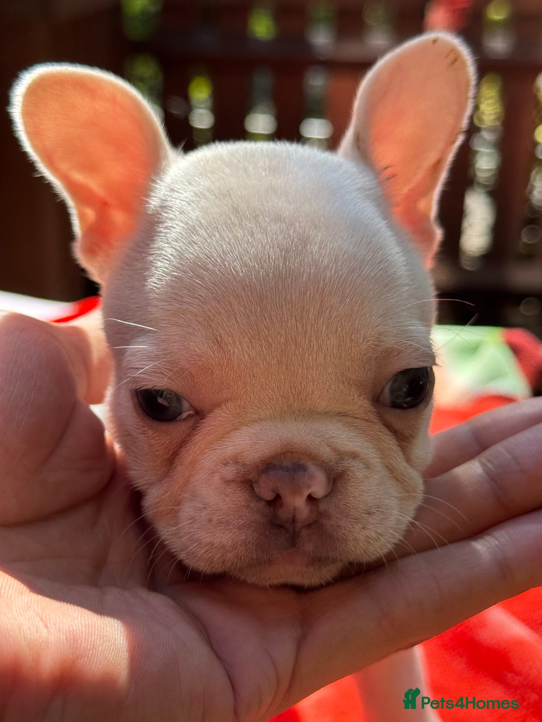 French Bulldog dogs for sale: Adorable French Bulldogs - Image 13