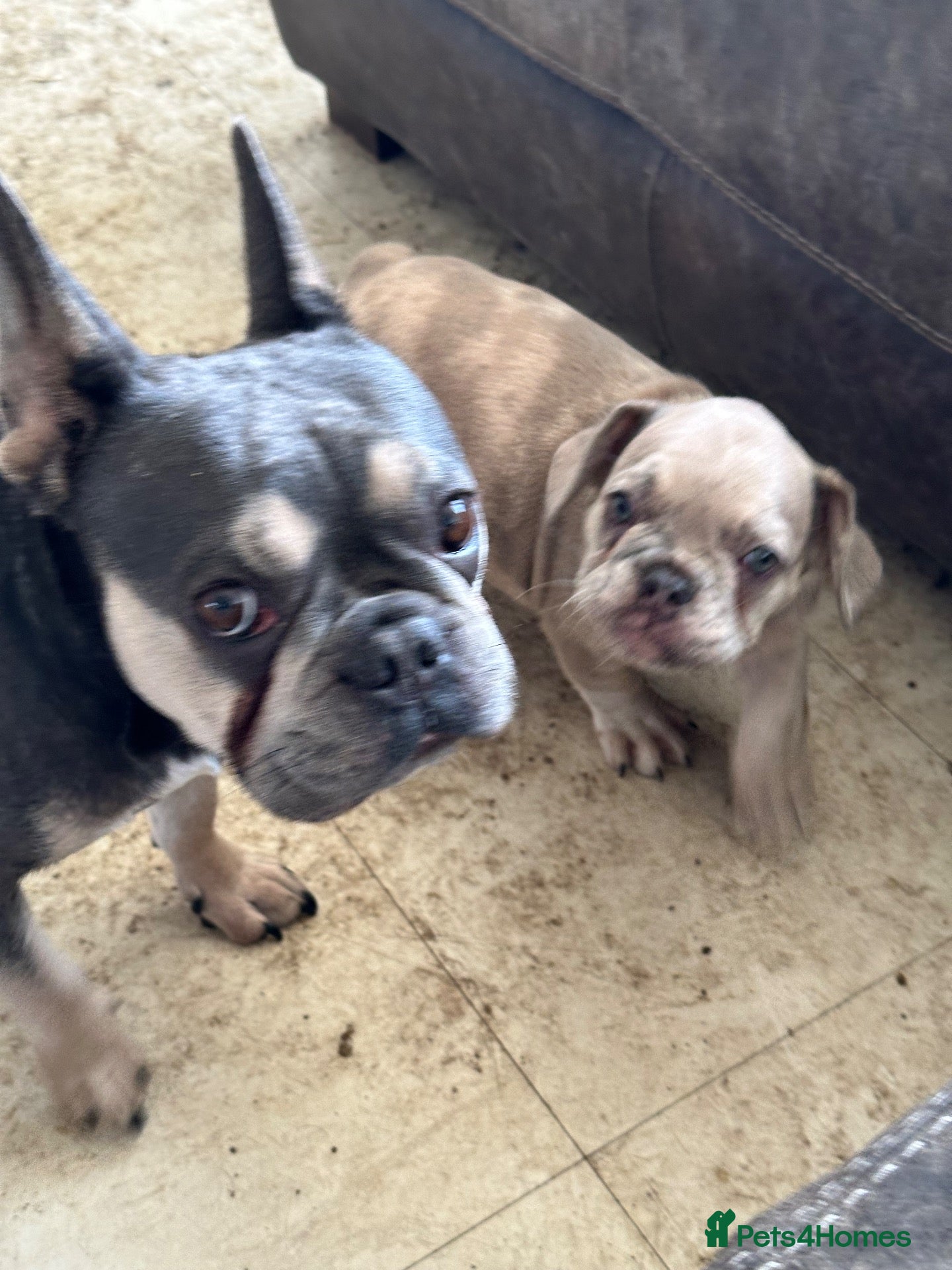French Bulldog dogs The Last One Left A Lilac Merle Male Puppy - Advert 17