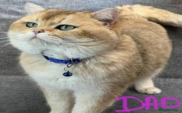 British Shorthair cats for sale: TICA registered British Shorthair kittens - Image 21