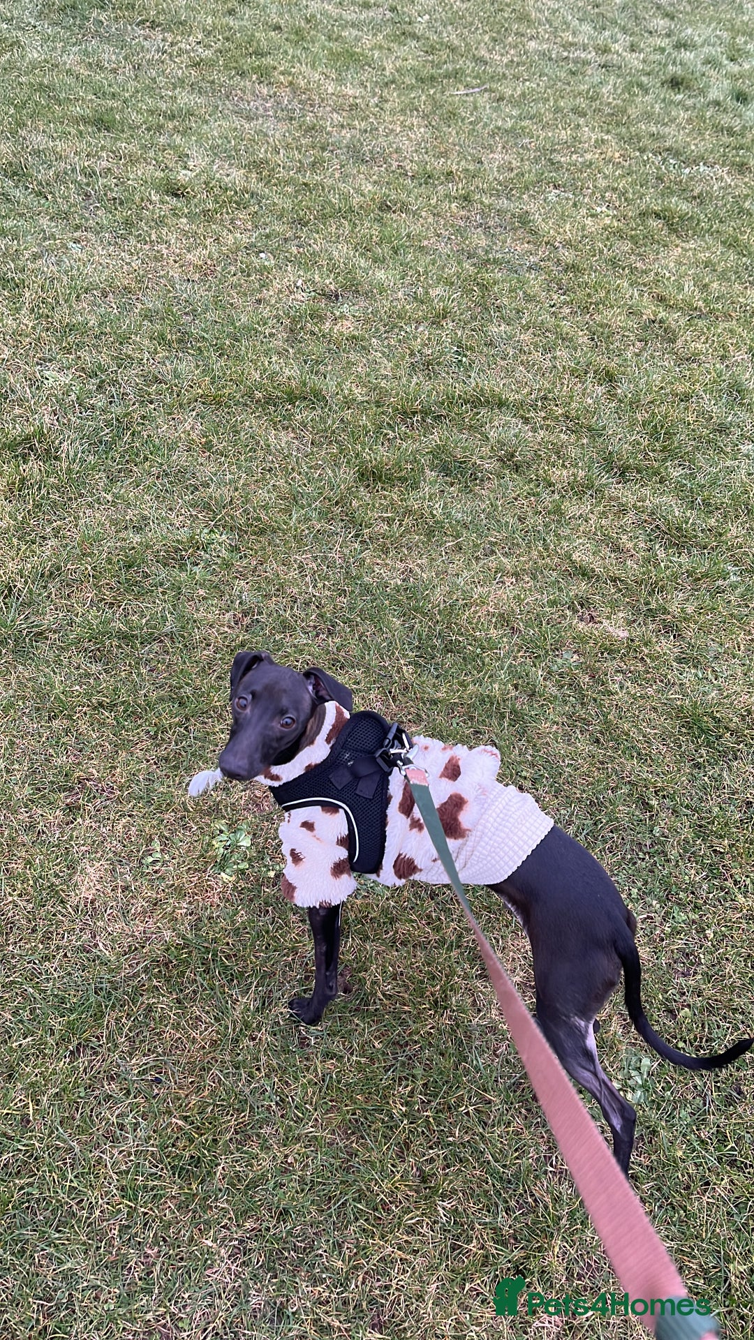 Italian Greyhound dogs for stud: Italian greyhound STUD  - Image 7