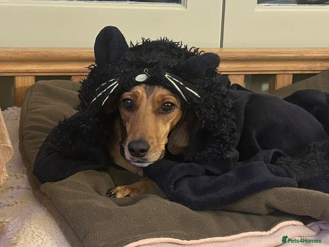 Mixed Breed dogs for adoption: Chara heartmelting 18 month Tripod beauty  - Advert 5