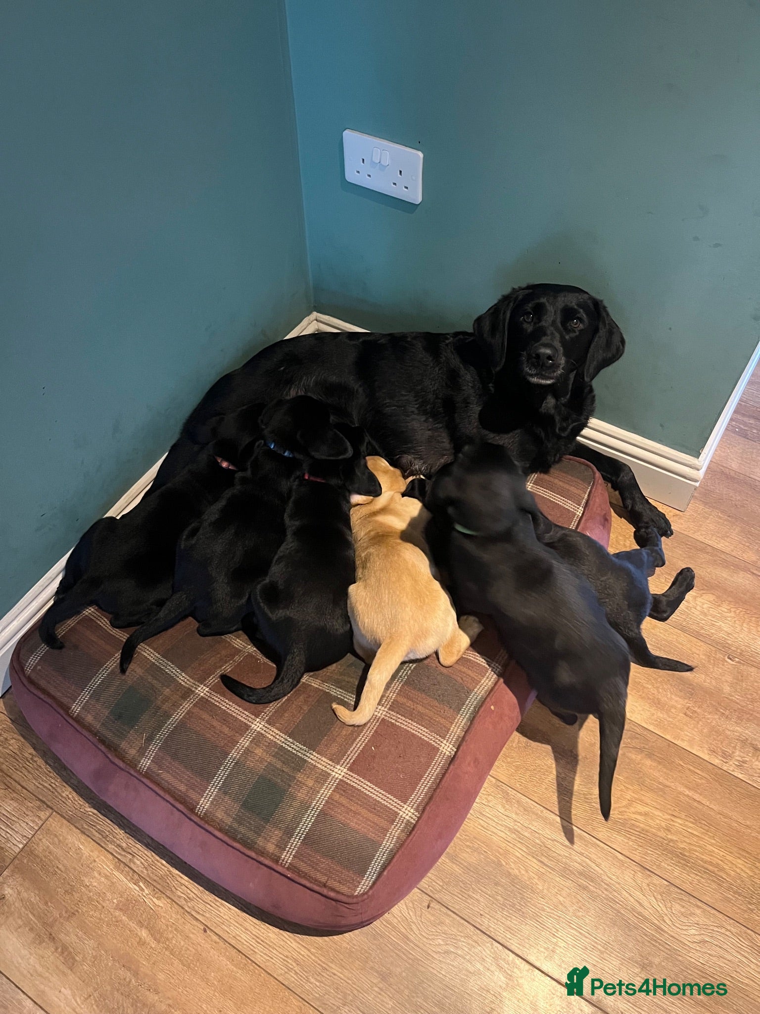 Labrador Retriever dogs Labrador Puppies - Advert 1