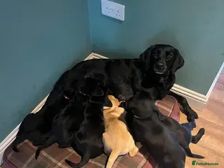 Labrador Retriever dogs Labrador Puppies - Advert 1