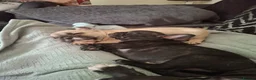 French Bulldog dogs for sale: STUNNING FRENCH BULL DOG PUPS READY NOW - Advert 27