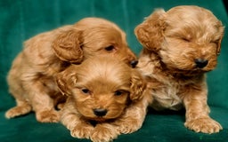 Cavapoo dogs for sale: Cavapoo puppies  - Image 8