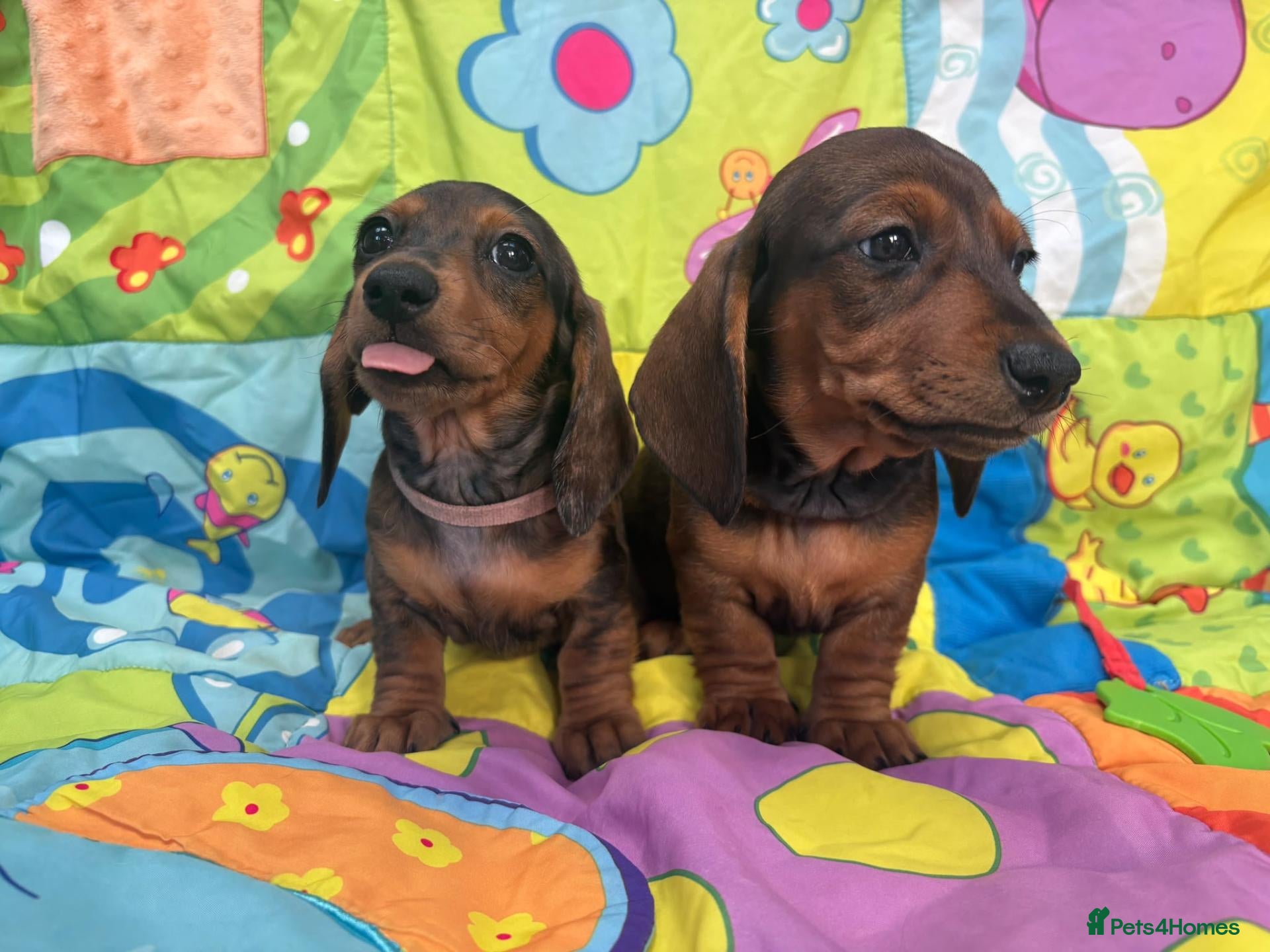 Miniature Dachshund dogs Miniature Dachshund Long & Smooth coats PRA clear - Advert 1