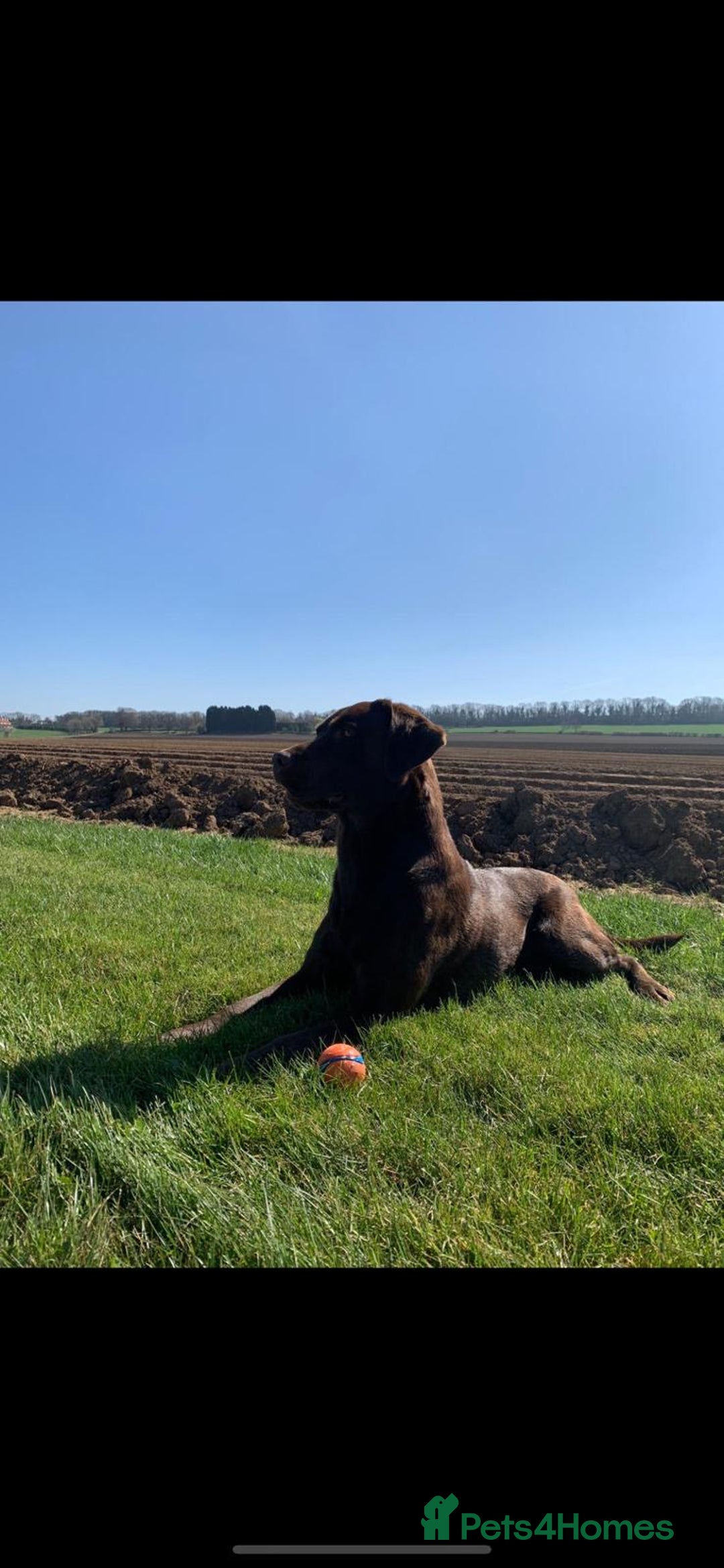 Labrador Retriever dogs for stud: Chocolate Labrador Stud - Advert 5