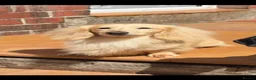 Miniature Dachshund dogs for stud: Cream Long-haired miniature Dachshund kc reg - Advert 2