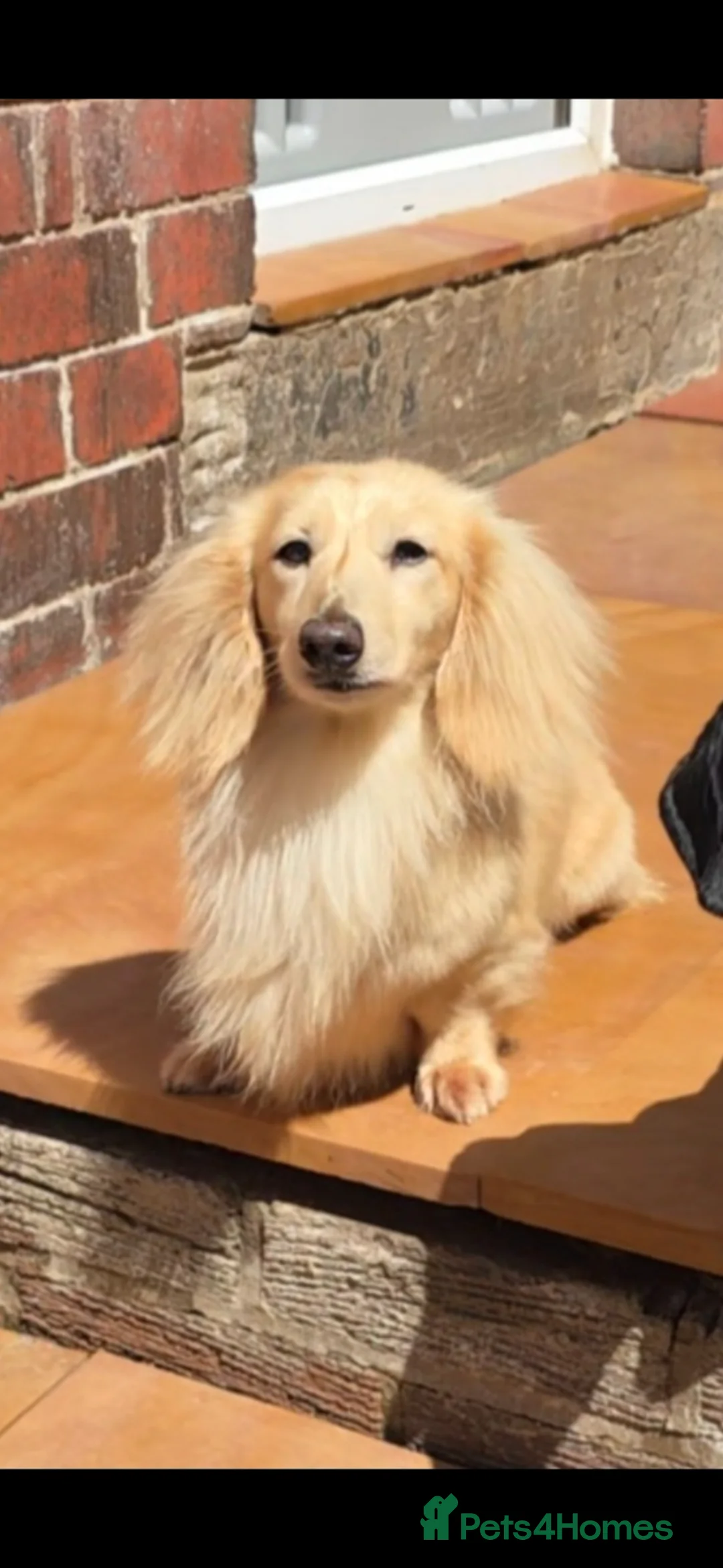 Miniature Dachshund dogs for stud: Cream Long-haired miniature Dachshund kc reg - Advert 2