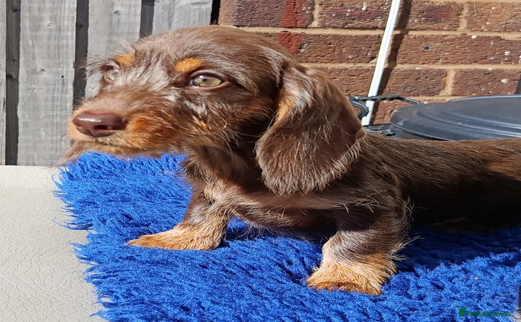 Dachshund dogs - Advert 1