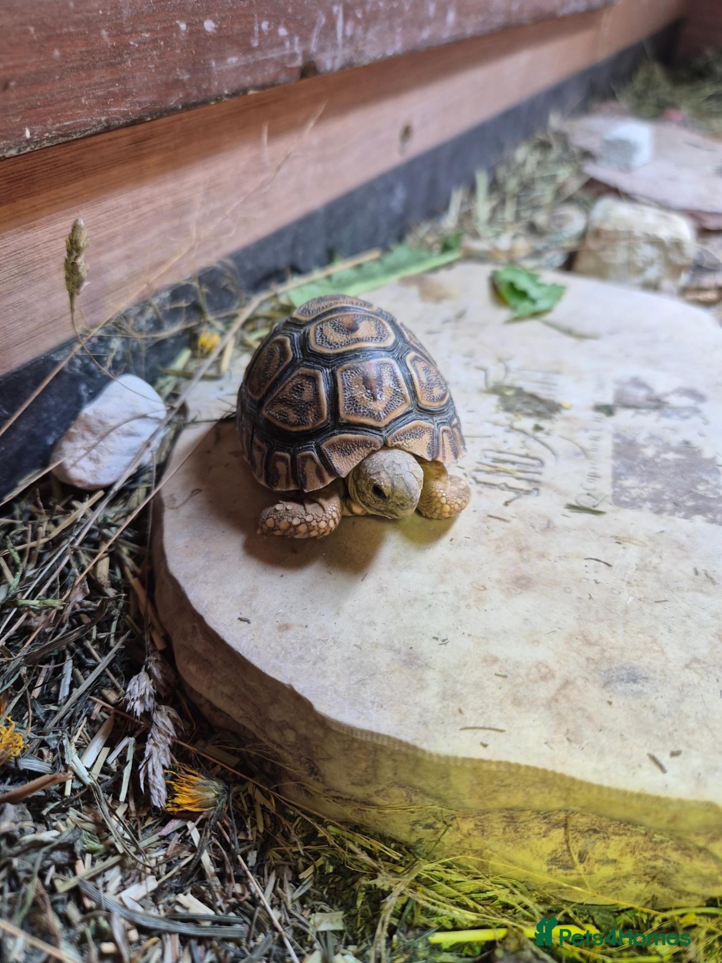 Tortoise reptiles Baby leopard tortoises  - Advert 10