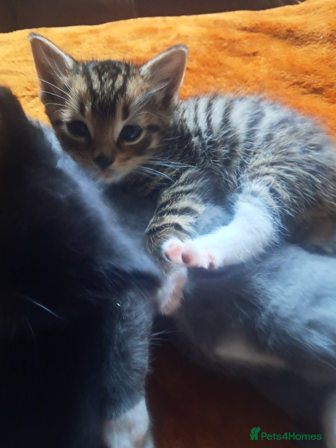 Mixed Breed cats for sale: 3 BEAUTIFUL KITTENS 😸 AVAILABLE STRAIGHT AWAY  - Advert 26