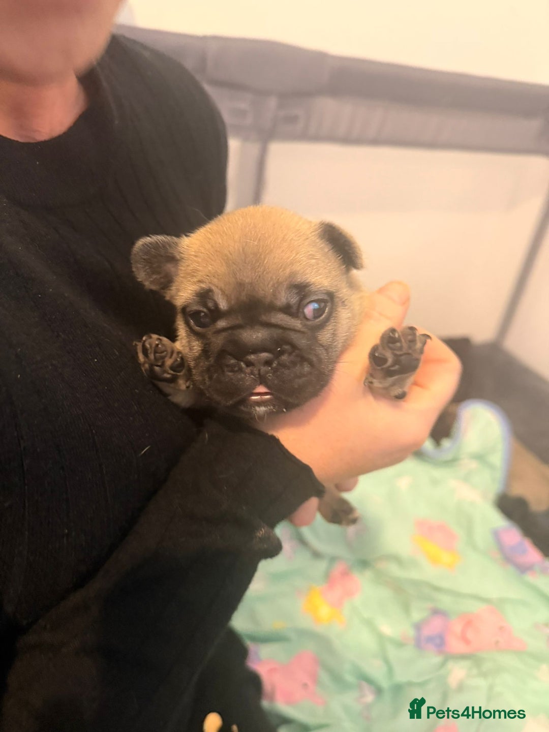 French Bulldog dogs for sale: Beautiful chunky frenchie puppies - Advert 15