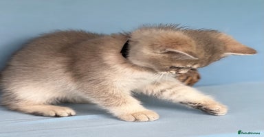 British Shorthair cats - Advert 9