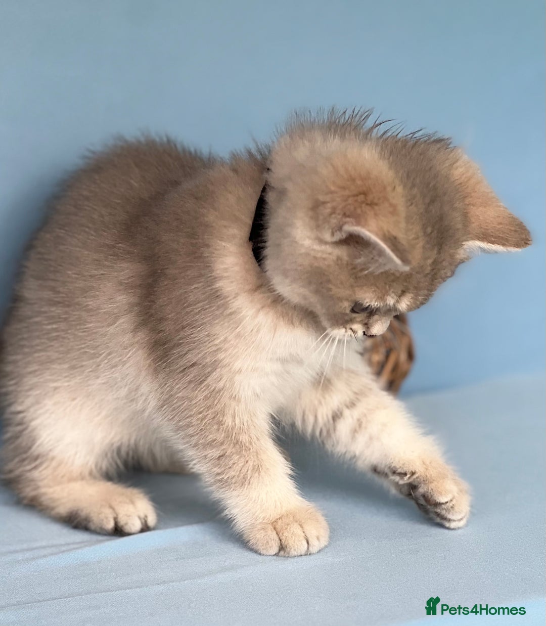 British Shorthair cats for sale: Stunning British shorthair kittens AN 12 GCCF  - Image 3
