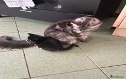 Mixed Breed cats for sale: Half main coon kitten  - Image 4
