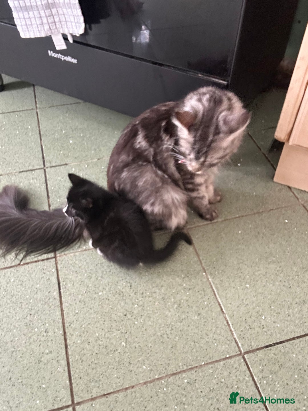 Mixed Breed cats for sale: Half main coon kitten  - Image 4