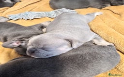 French Bulldog dogs for sale: 🐾 Adorable French Bulldog Puppies for Sale 🐾 - Image 12