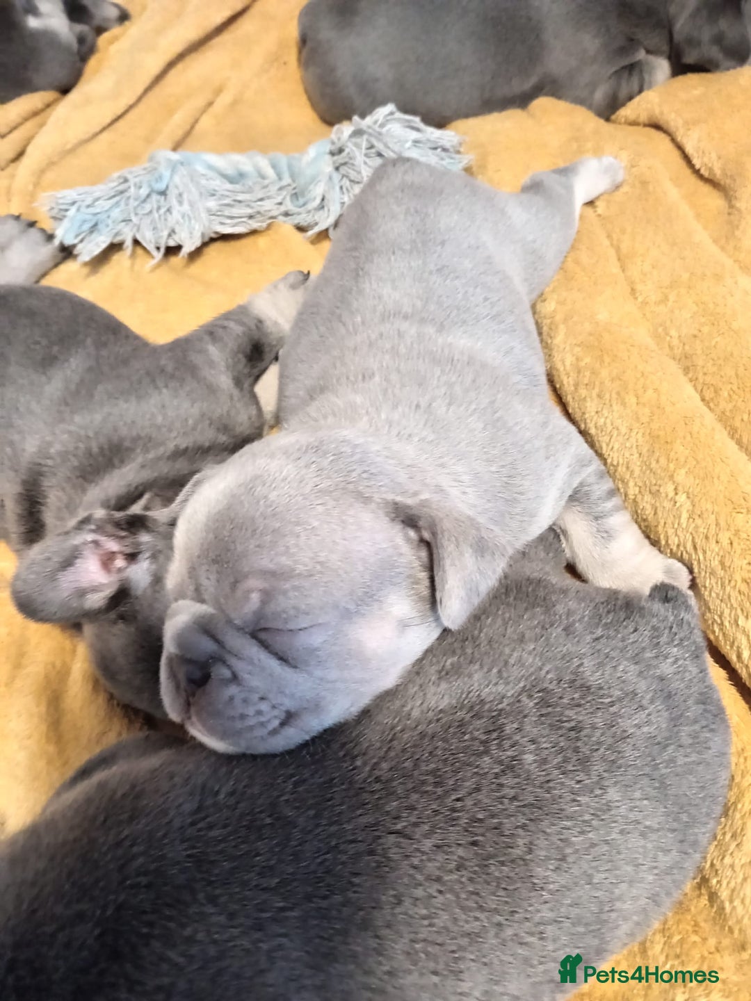 French Bulldog dogs for sale: 🐾 Adorable French Bulldog Puppies for Sale 🐾 - Image 12