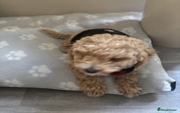 Toy Poodle dogs for sale: Last Toy Poodle Girl Waiting for her Forever Home - Image 2