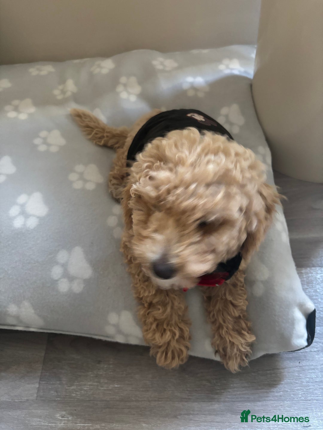 Toy Poodle dogs for sale: Last Toy Poodle Girl Waiting for her Forever Home - Image 2
