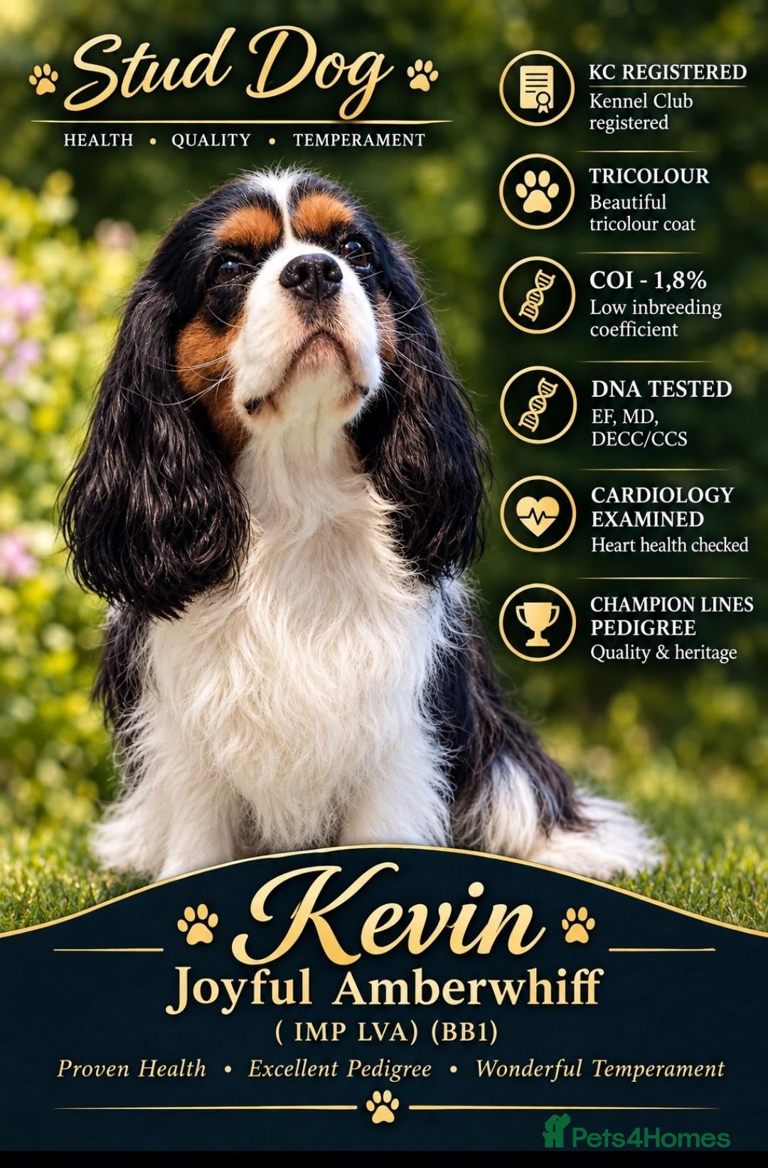 Cavalier King Charles Spaniel dogs CKCS STUD DOG/ DNA / CHAMPION LINES  - Advert 1