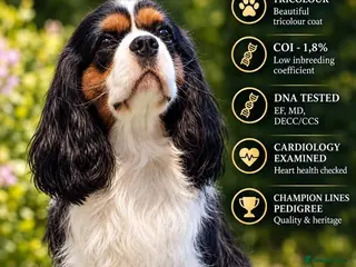 Cavalier King Charles Spaniel dogs CKCS STUD DOG/ DNA / CHAMPION LINES - Advert 15