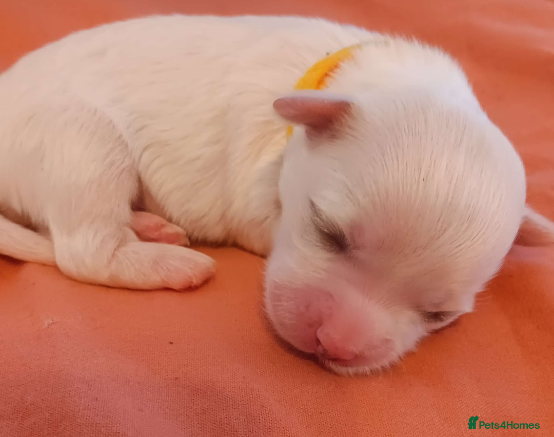 Maltese dogs for sale: 5 Male KC Maltese Puppies - Image 11