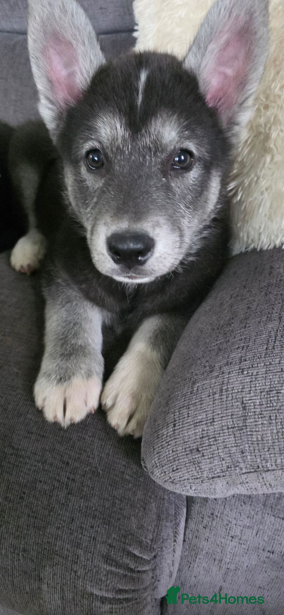 Shepsky dogs Shepsky puppies  - Advert 1