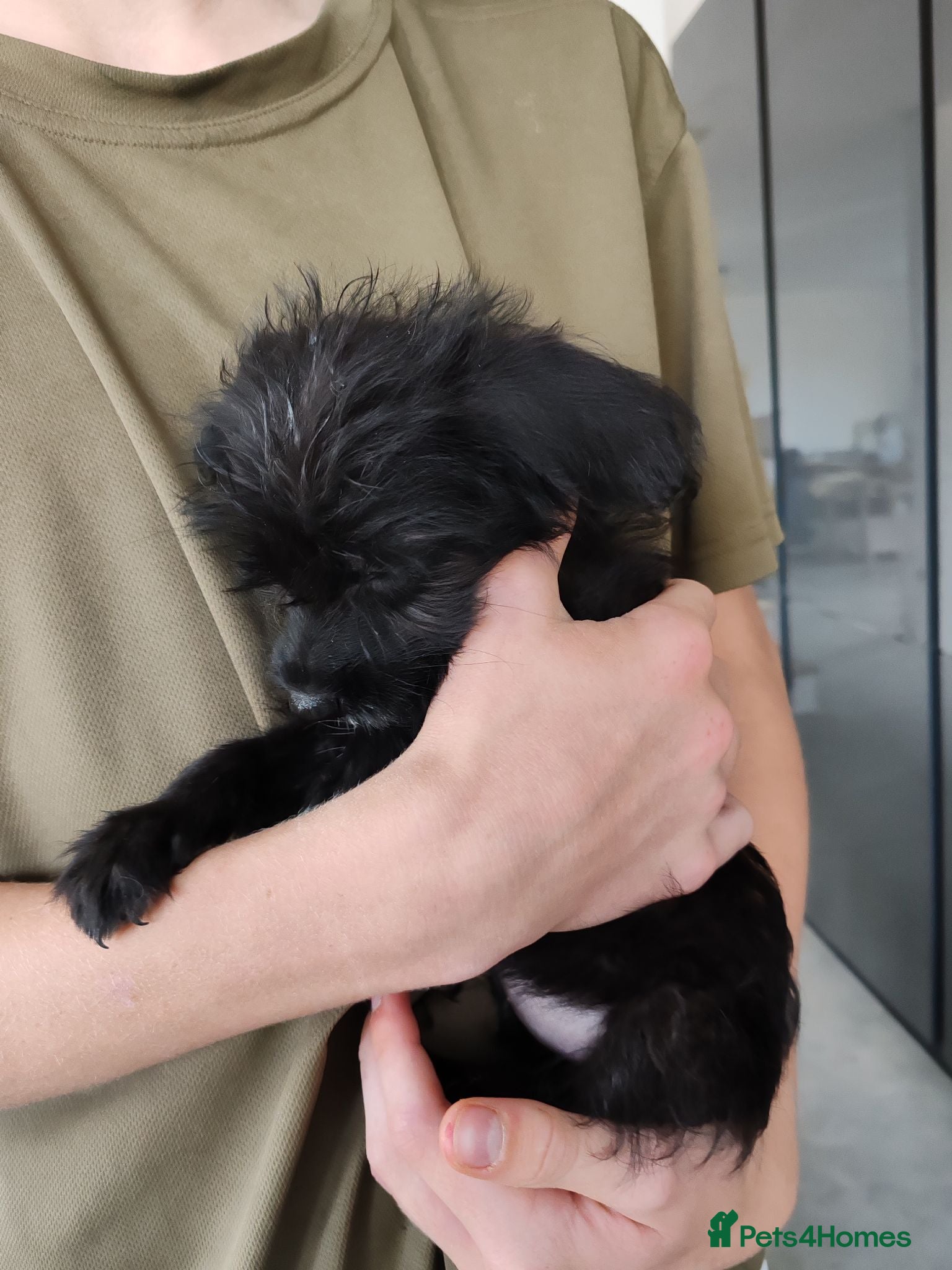 Bordoodle dogs Only two remaining Bordoodle Colliepoo - Advert 2