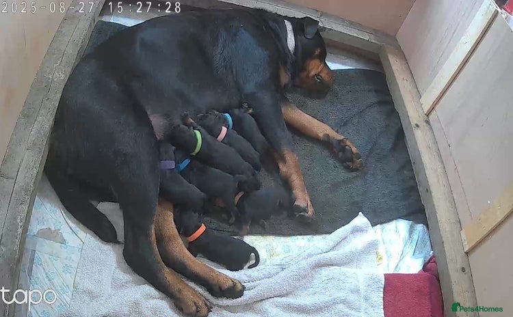 Rottweiler dogs - Advert 1