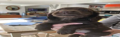 Cocker Spaniel 1
