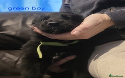 Shepsky dogs for sale: Shepski pups - Advert 13