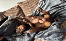 Miniature Dachshund dogs for sale: Wilbur the mini dachshund  - Image 2
