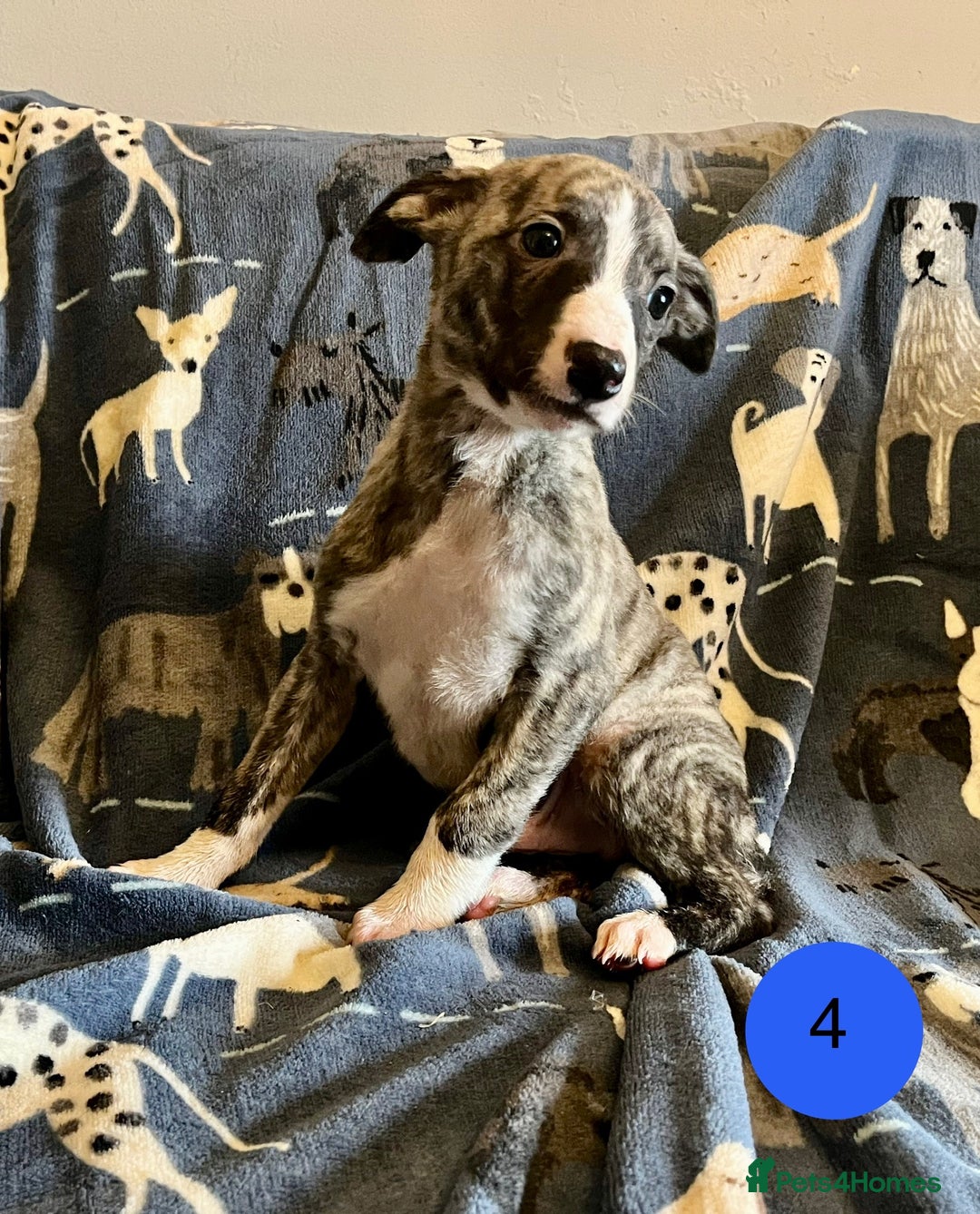 Whippet dogs for sale: KC Reg Whippet Puppies - Advert 12