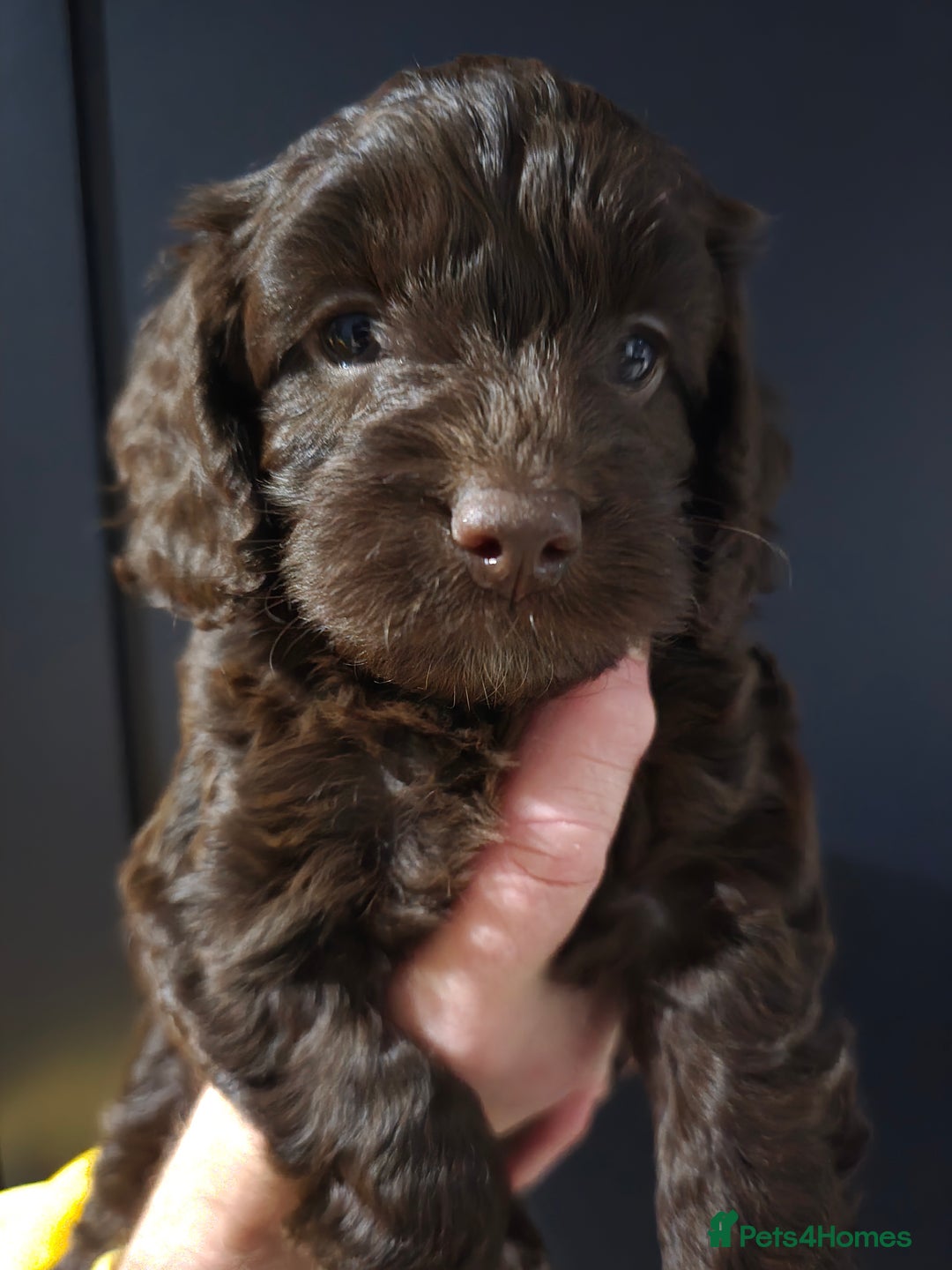 Cockapoo dogs for sale: F1 cockapoo puppies - extensive health tests - Advert 7
